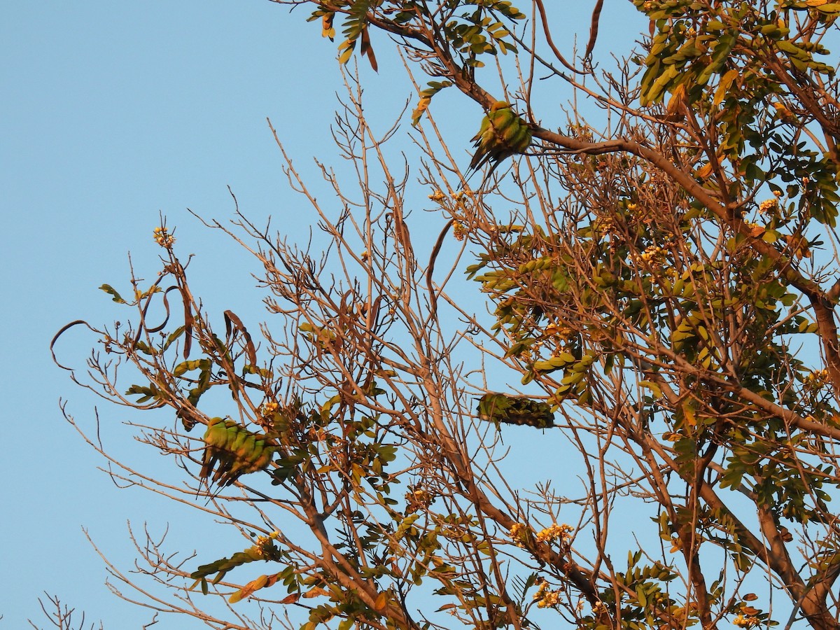 Bronzescheitel-Smaragdspint - ML646887819