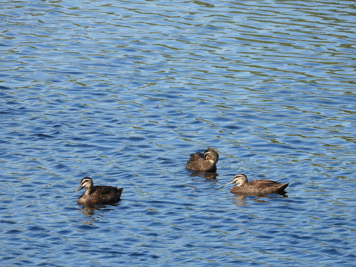 Augenbrauenente - ML646887820