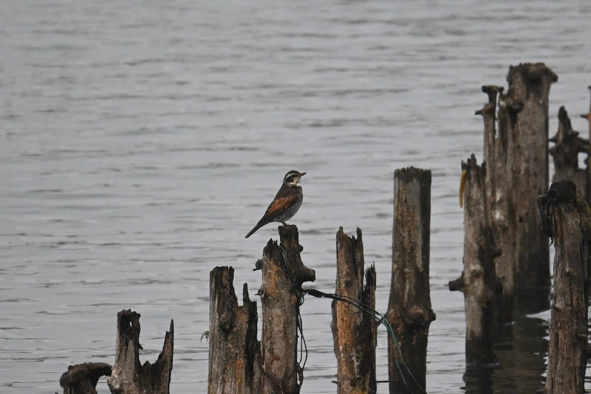 Rostflügeldrossel - ML646887821