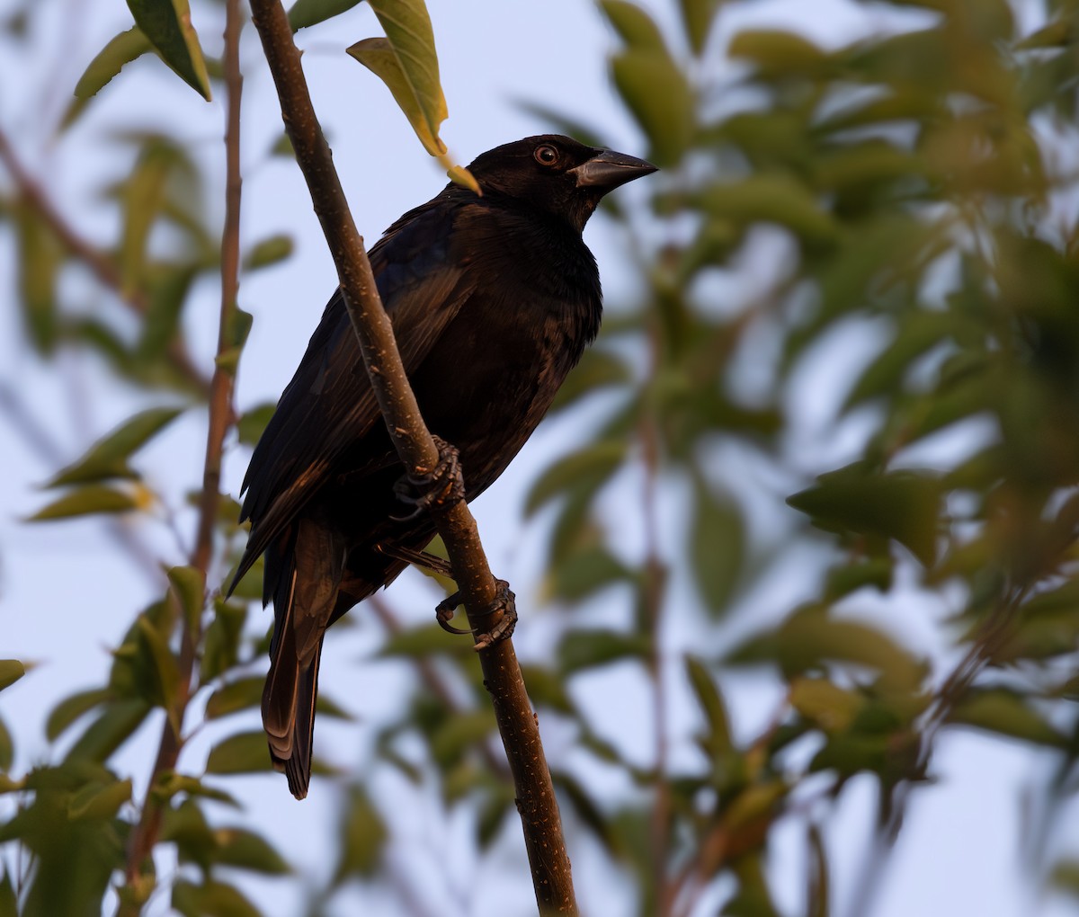 Rotaugen-Kuhstärling - ML646887822