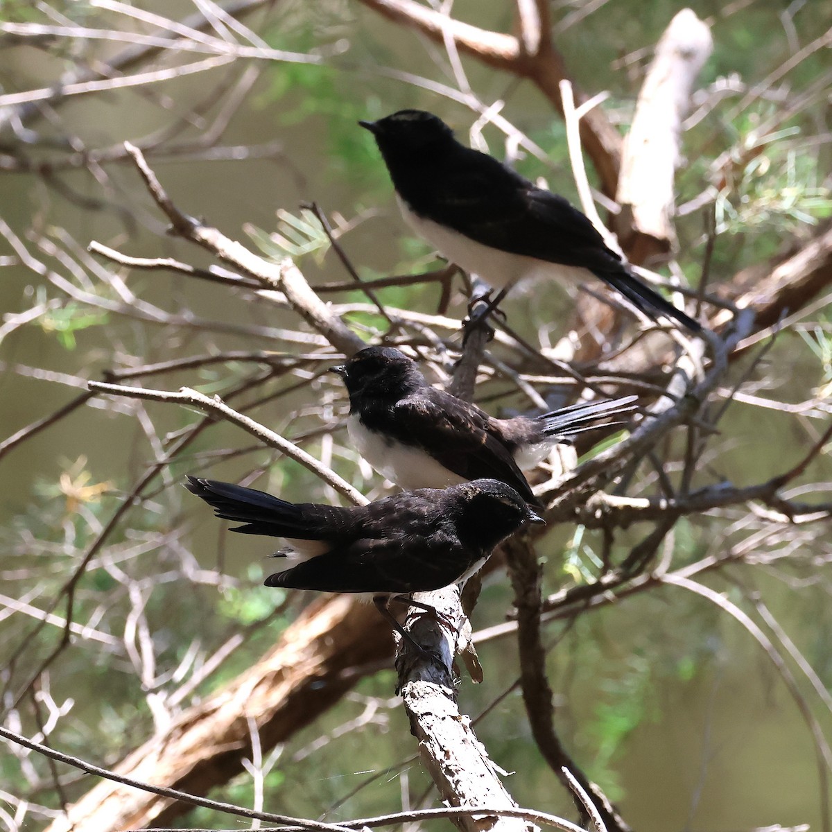 Gartenfächerschwanz - ML646887823