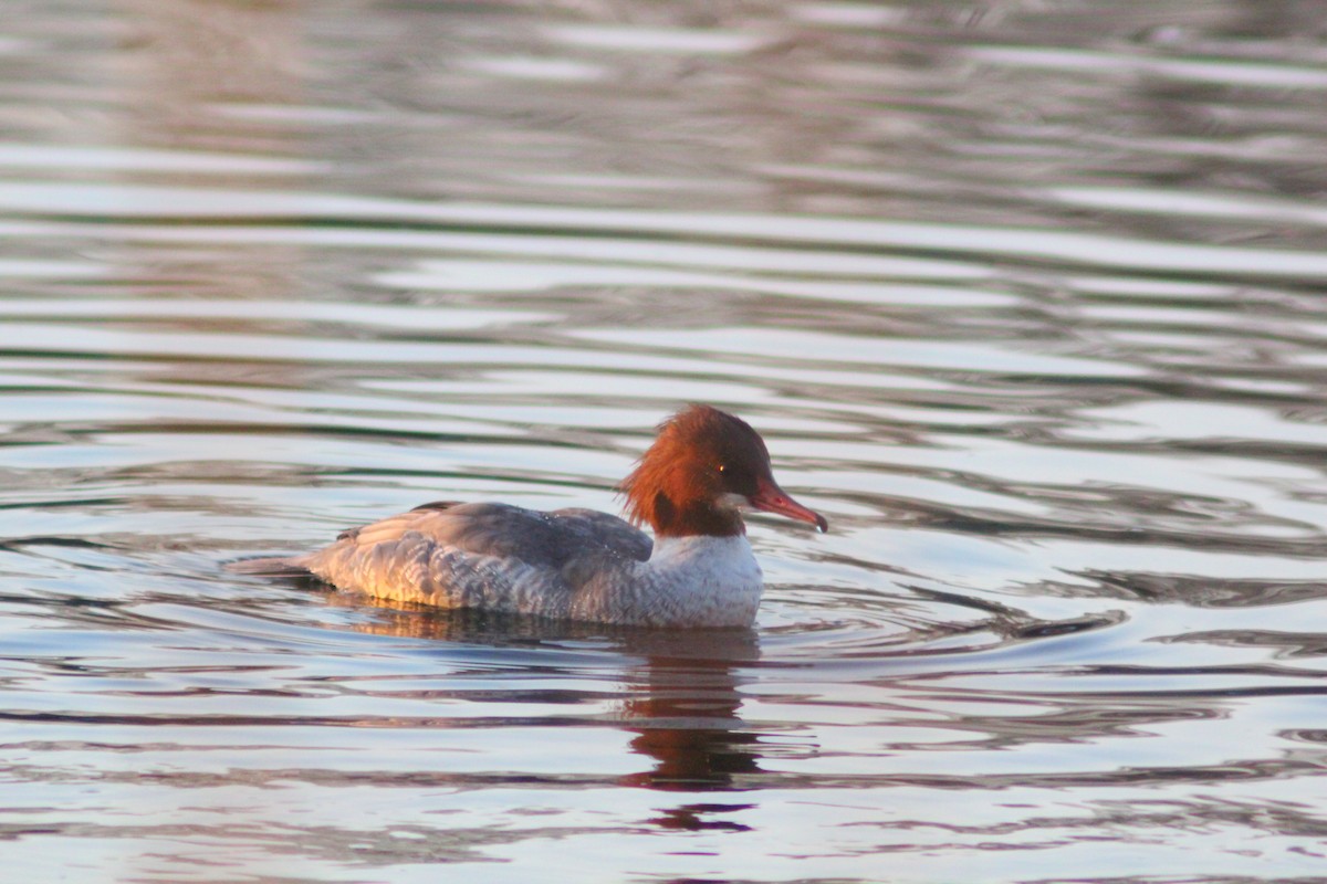 Gänsesäger - ML646887824