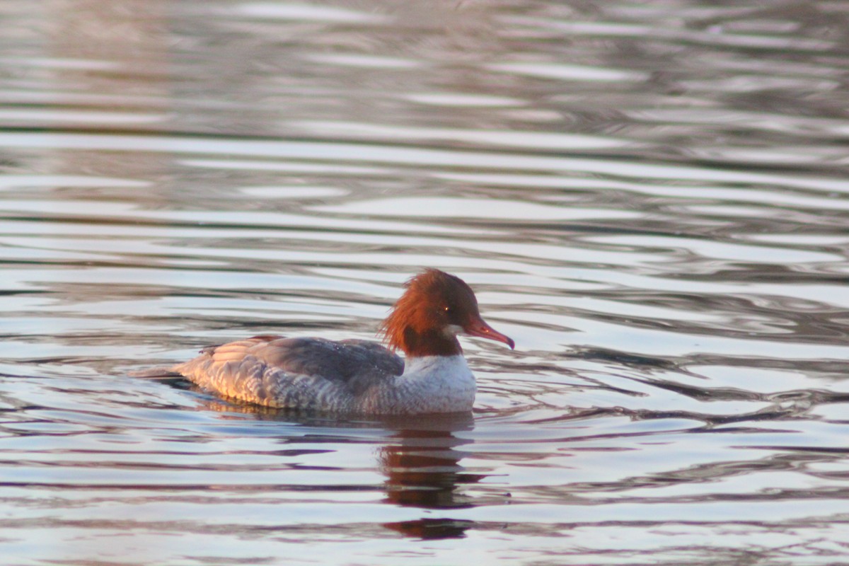 Gänsesäger - ML646887825