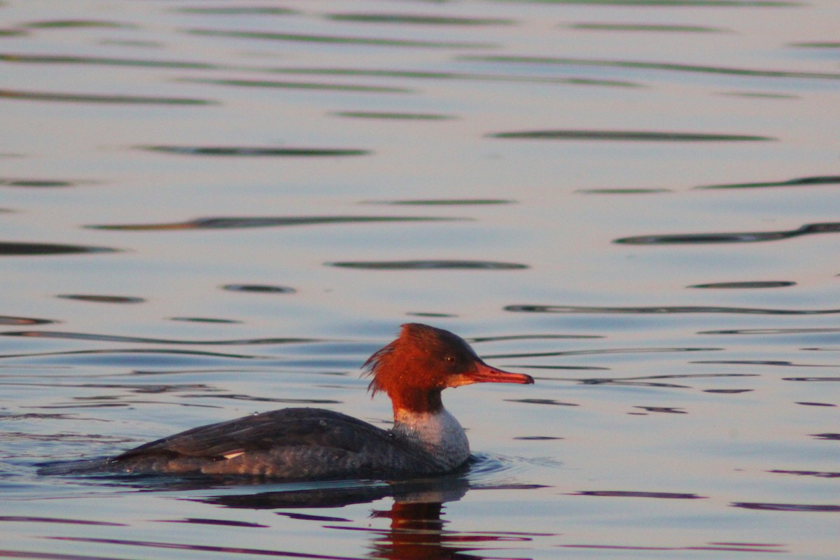 Gänsesäger - ML646887826
