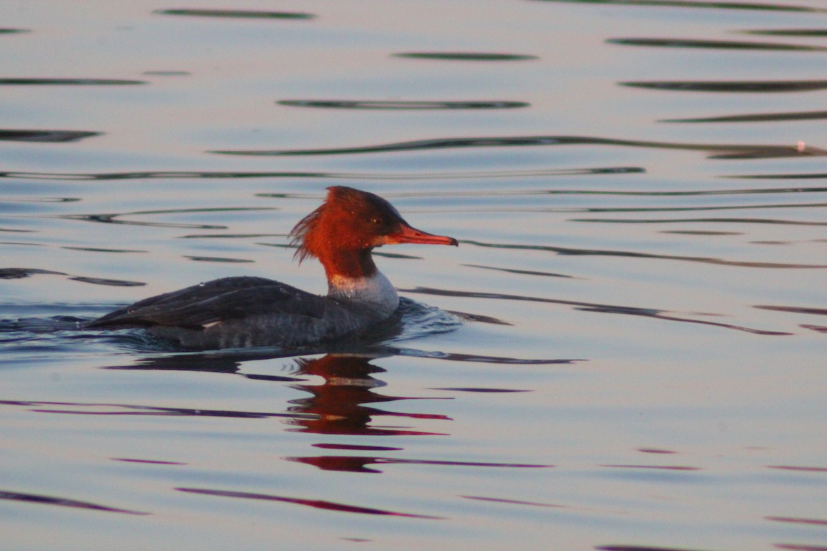 Gänsesäger - ML646887827