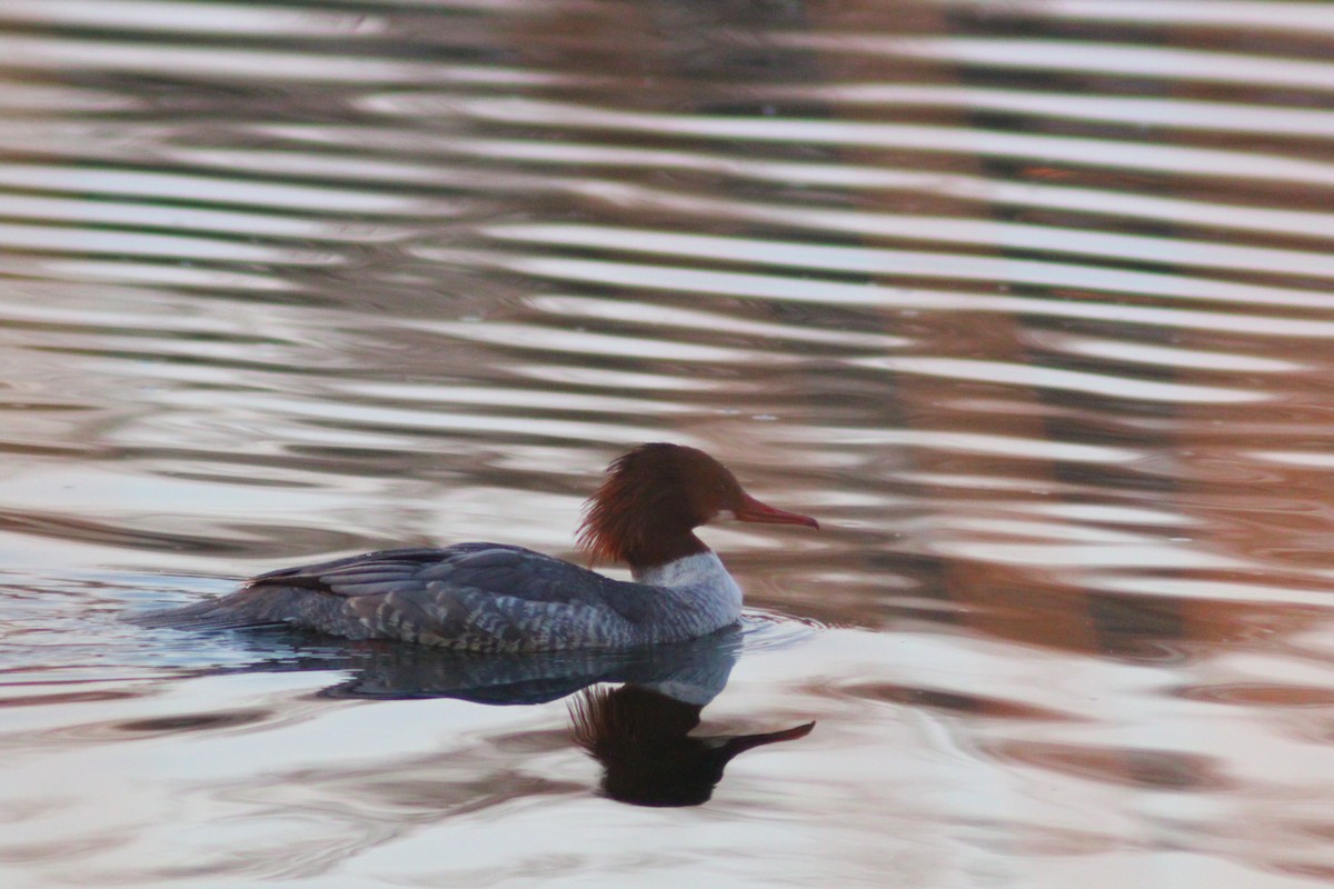 Gänsesäger - ML646887828