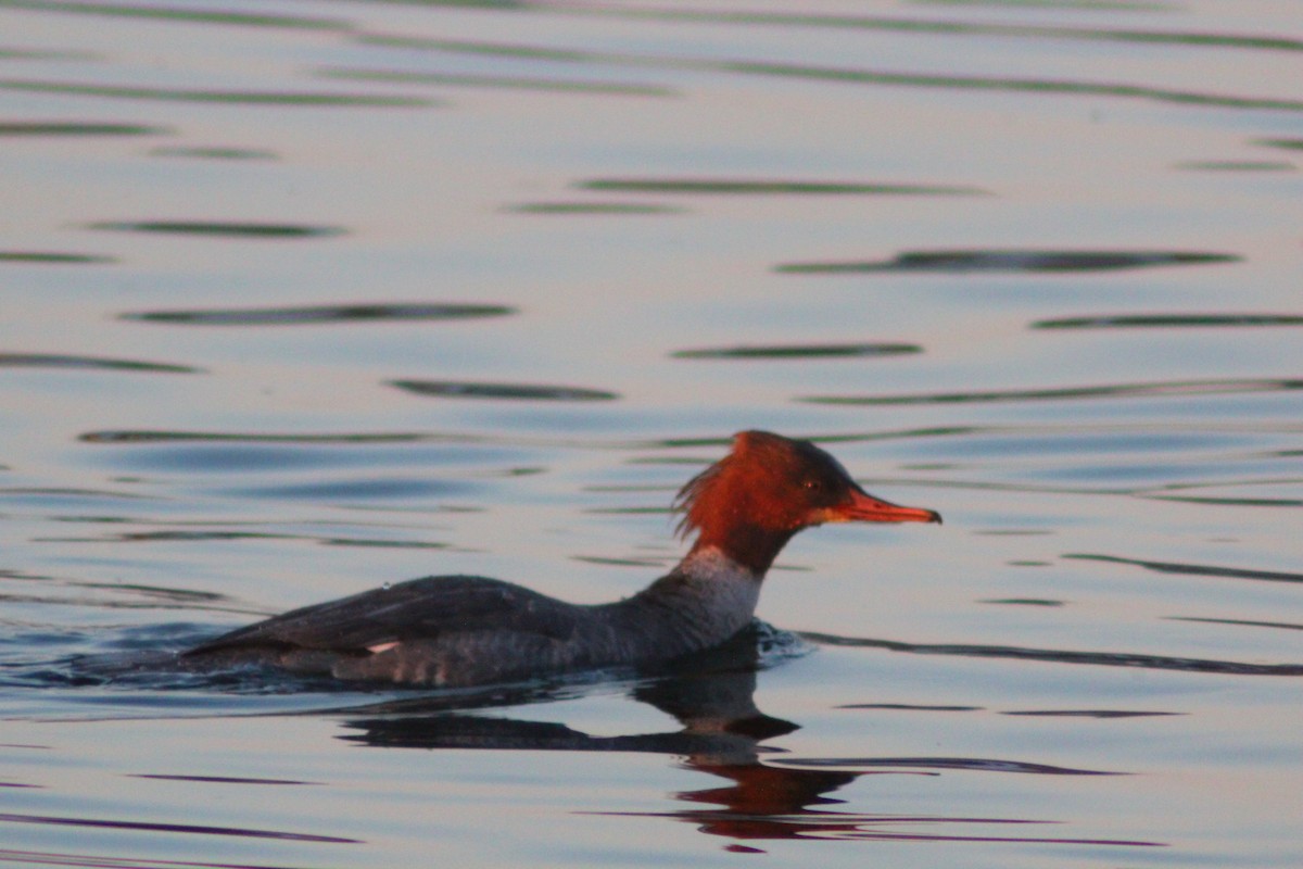 Gänsesäger - ML646887829