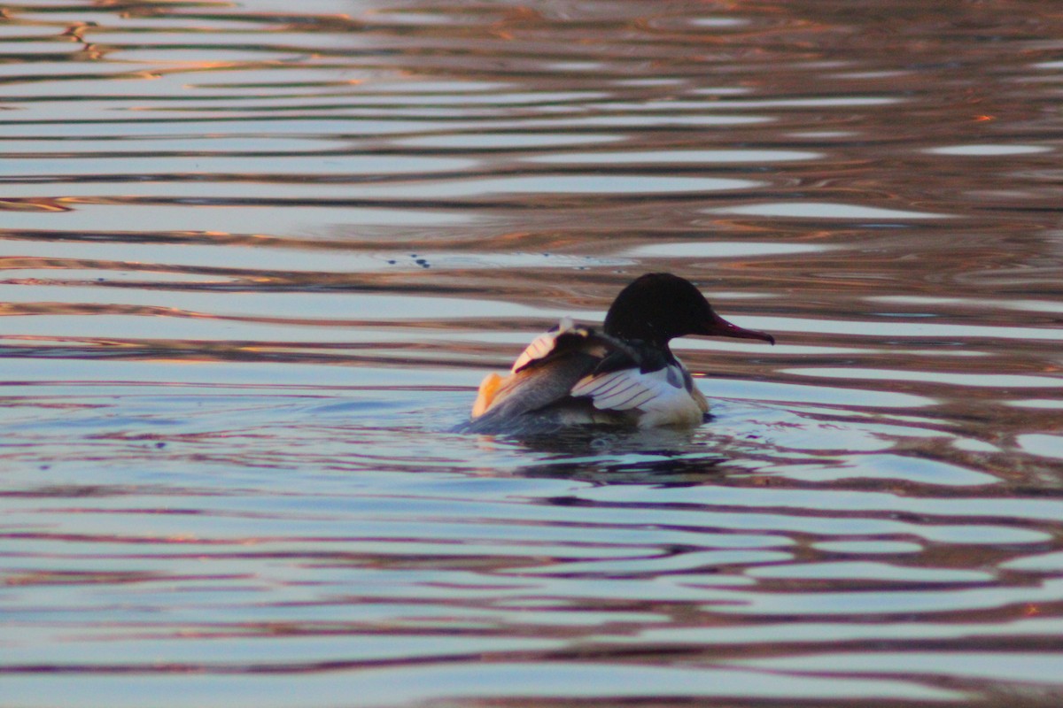 Gänsesäger - ML646887830