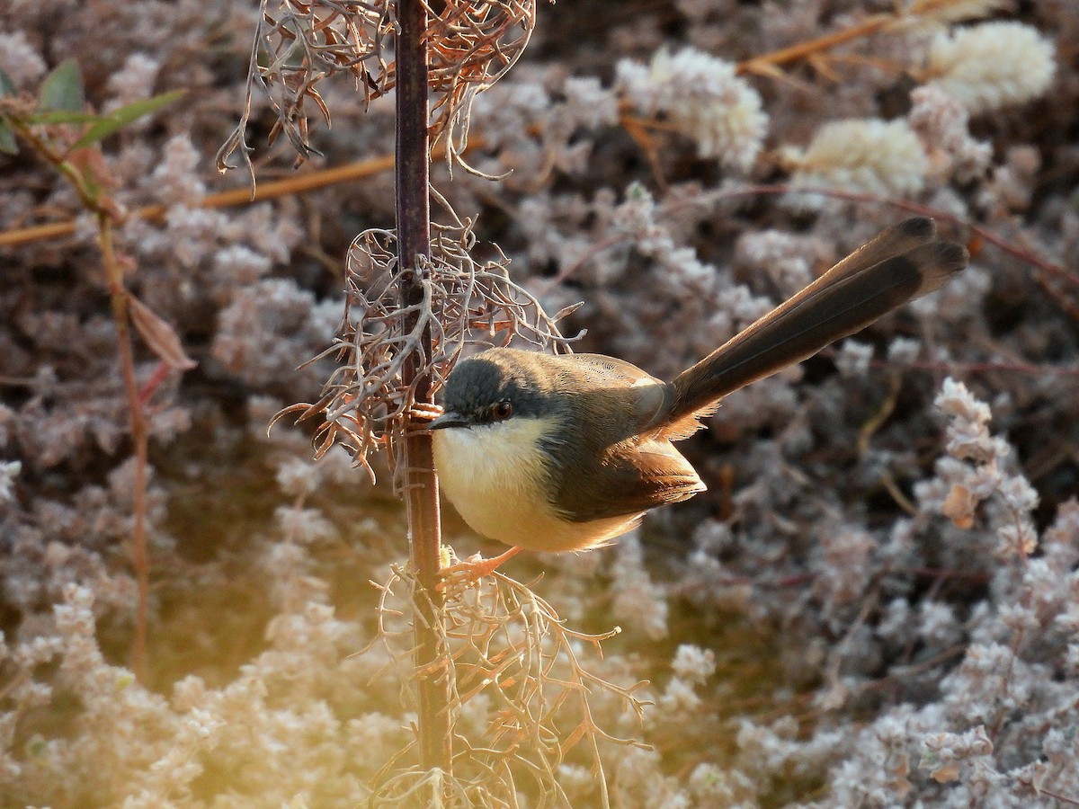 Rostbauchprinie - ML646887832