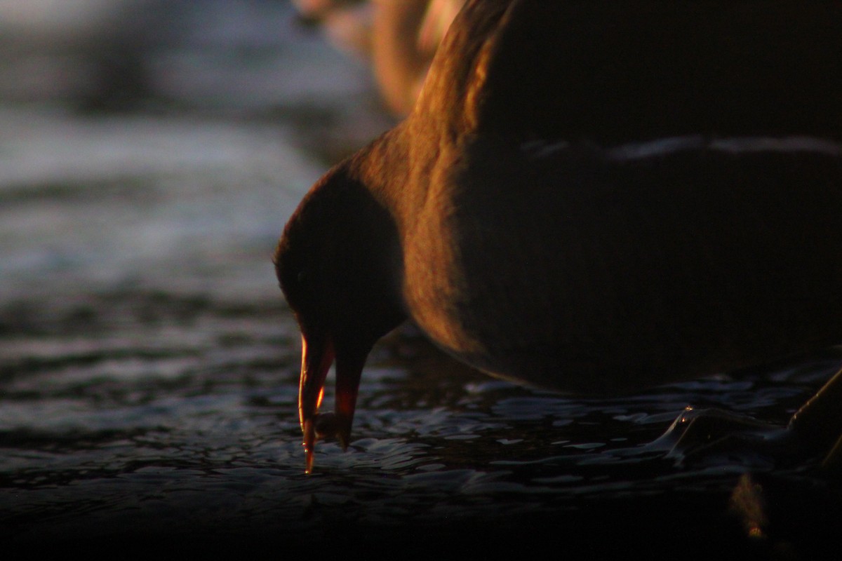 Teichhuhn - ML646887834