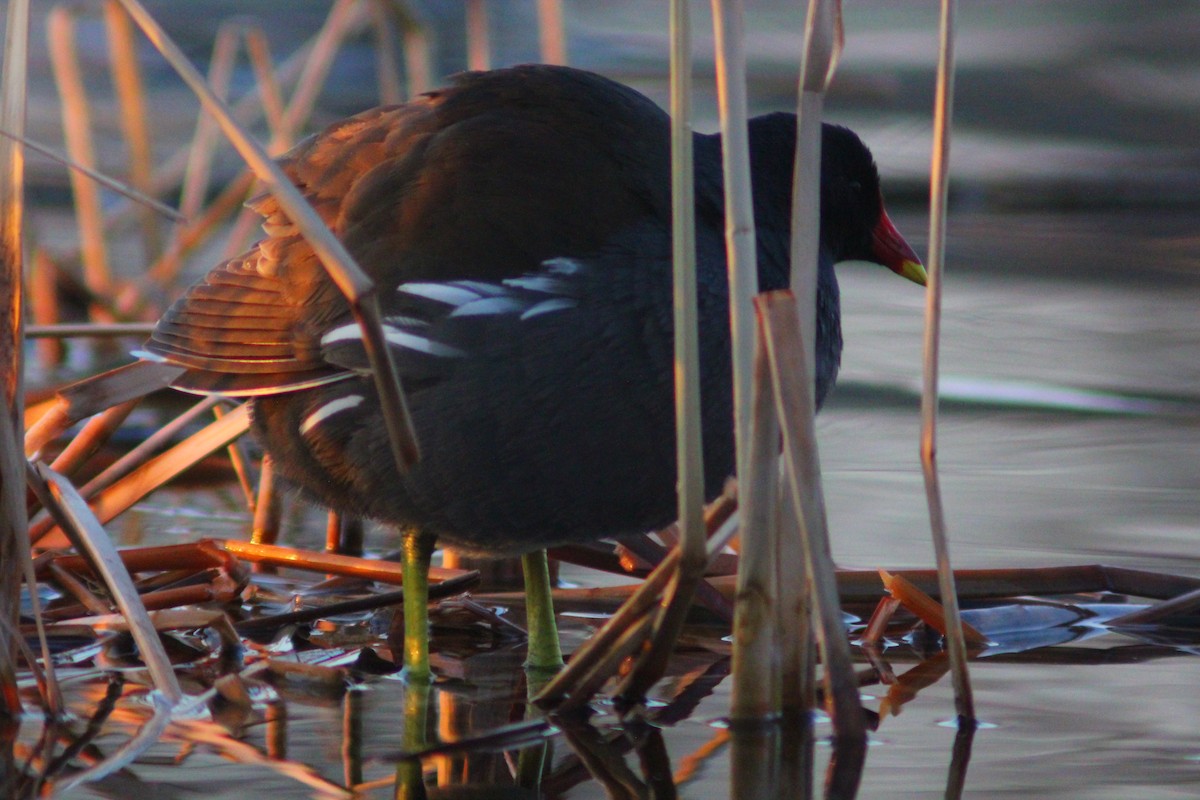 Teichhuhn - ML646887835