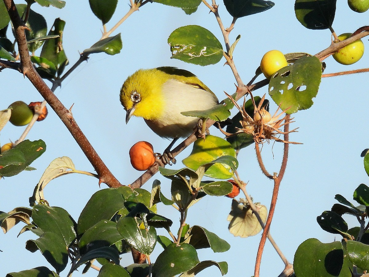 Gangesbrillenvogel - ML646887837