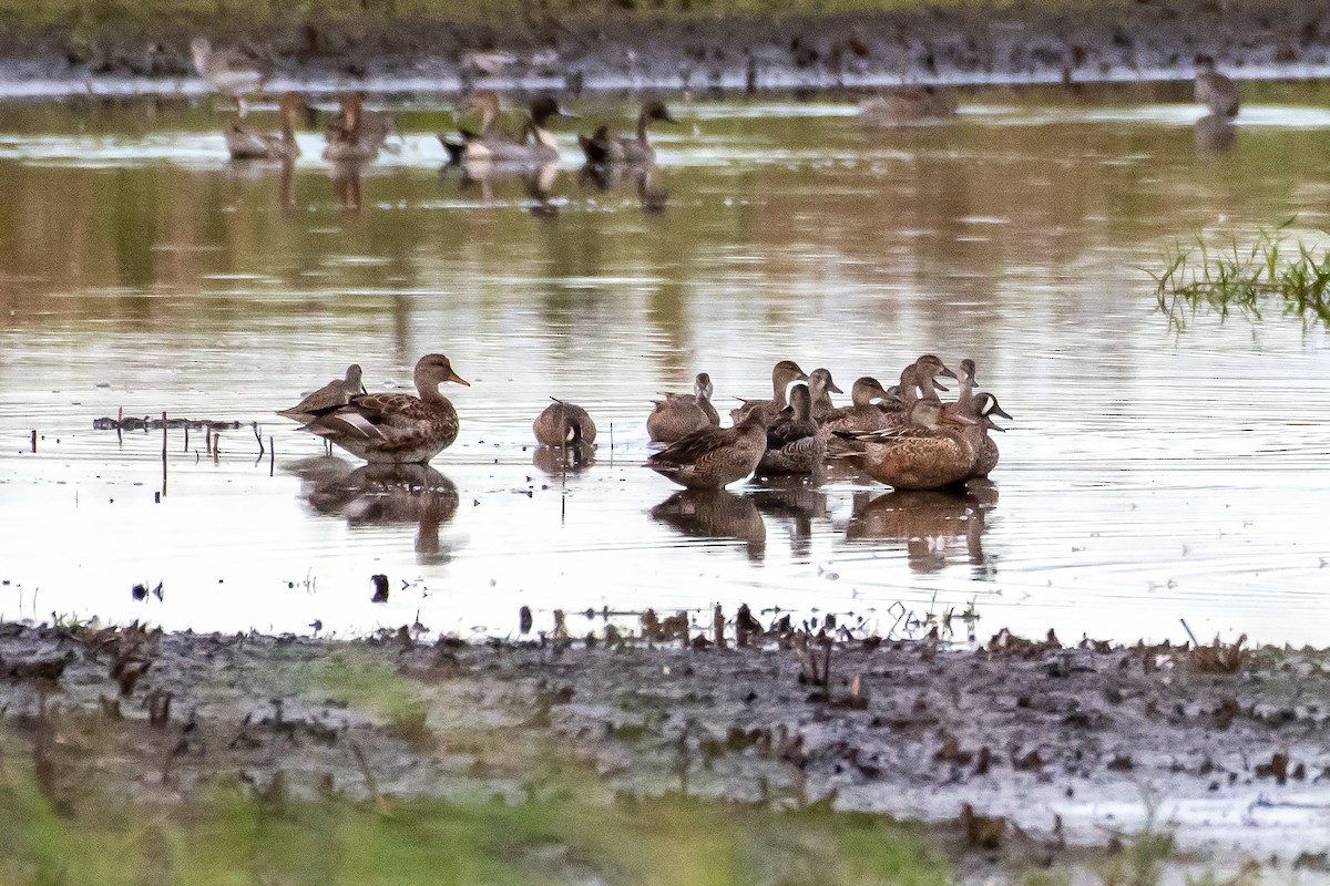 Canard chipeau - ML646887839