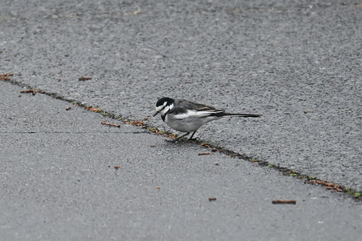 Хөх цэгцгий - ML646887840