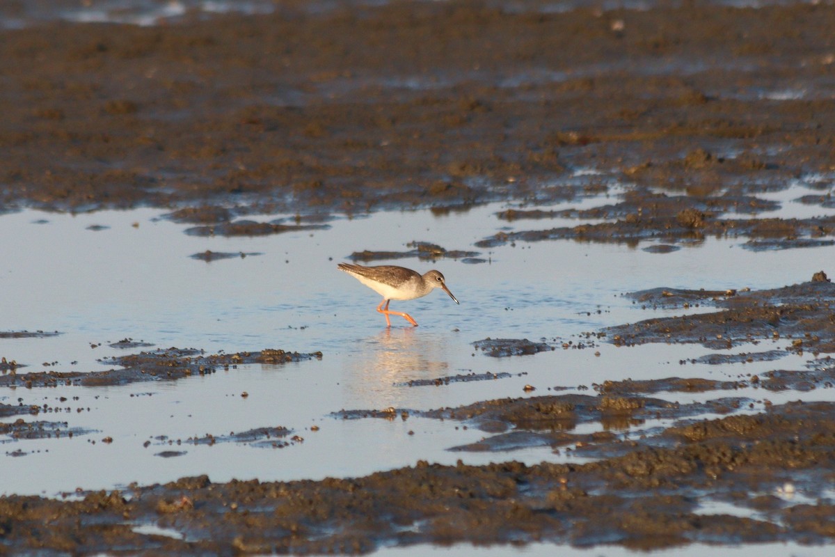 Kara Kızılbacak - ML646887842