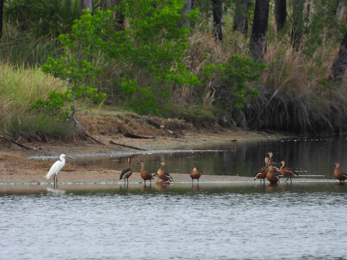 Dendrocygne à lunules - ML646887844