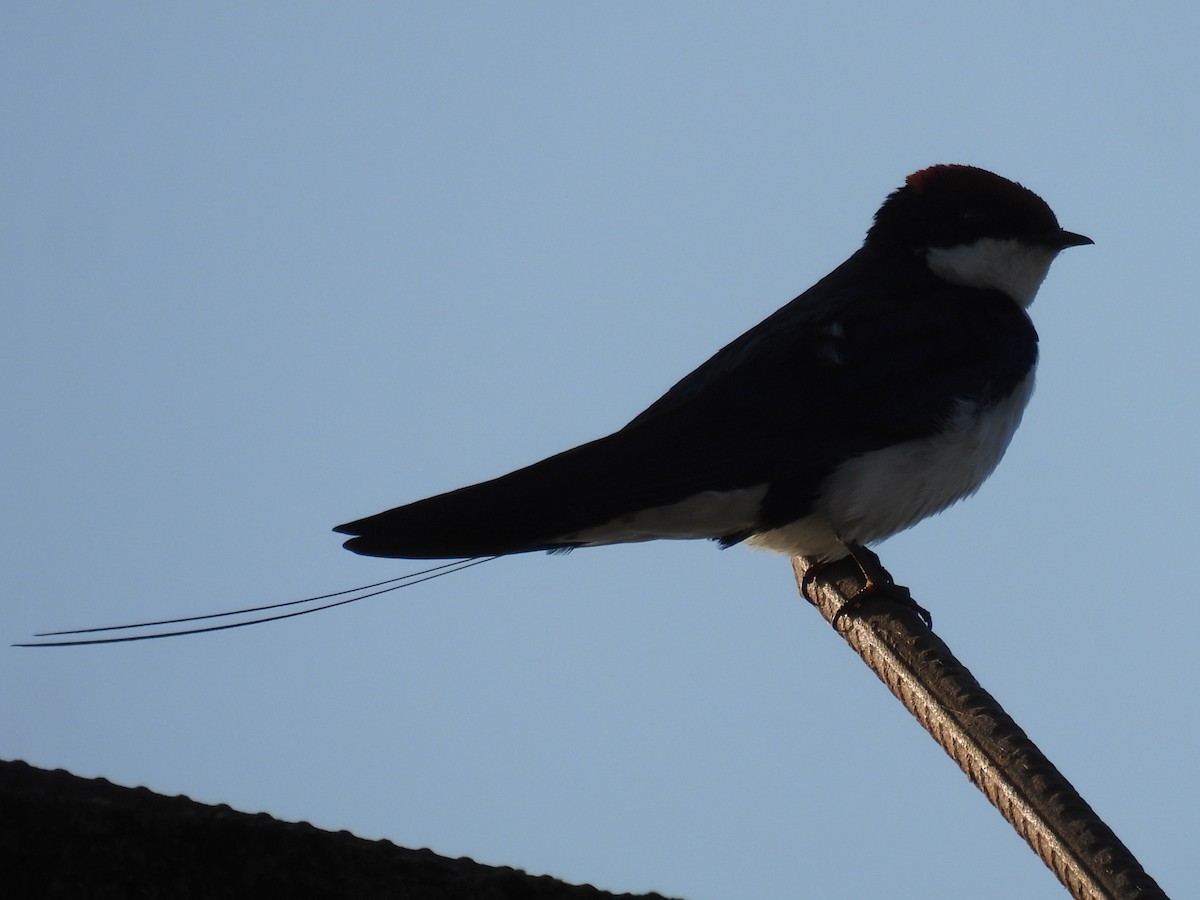 Hirondelle à longs brins - ML646887845