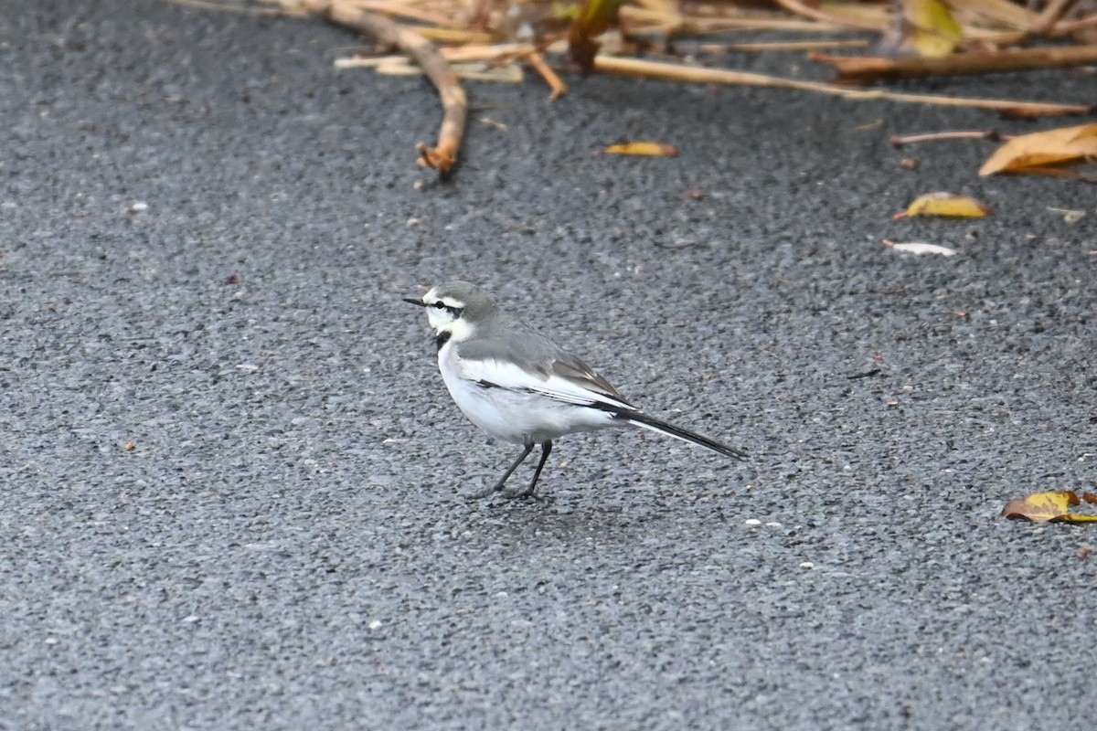 Хөх цэгцгий - ML646887846