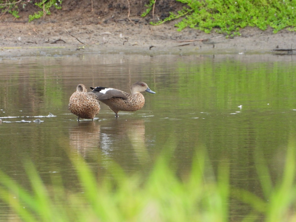 Gray Teal - ML646887847