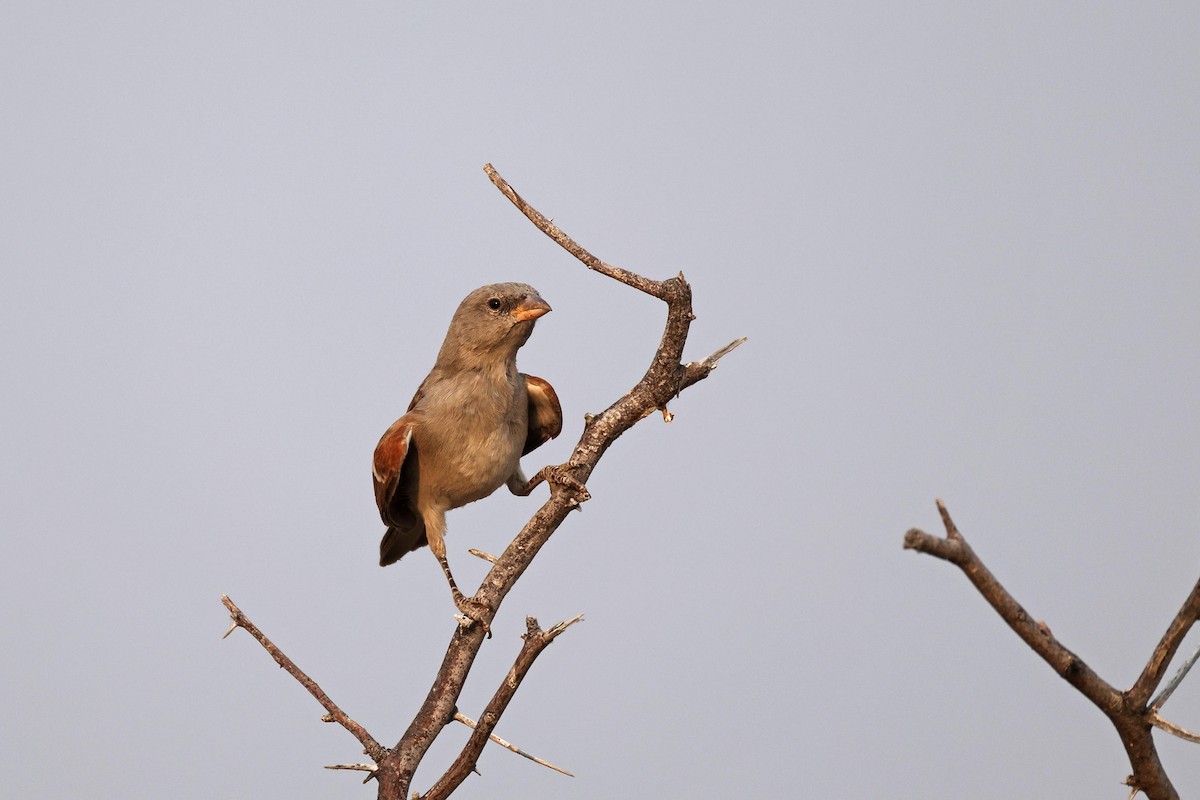 Southern Gray-headed Sparrow - ML646887848