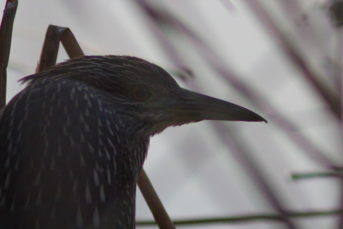 Bihoreau gris - ML646887850