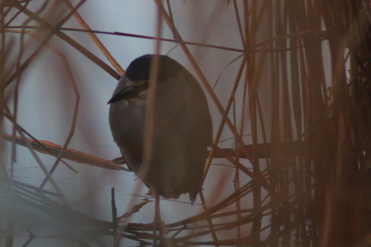 Bihoreau gris - ML646887851