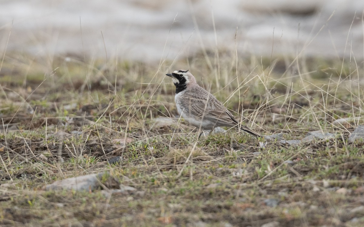 Hegatxabal adarduna - ML646887853