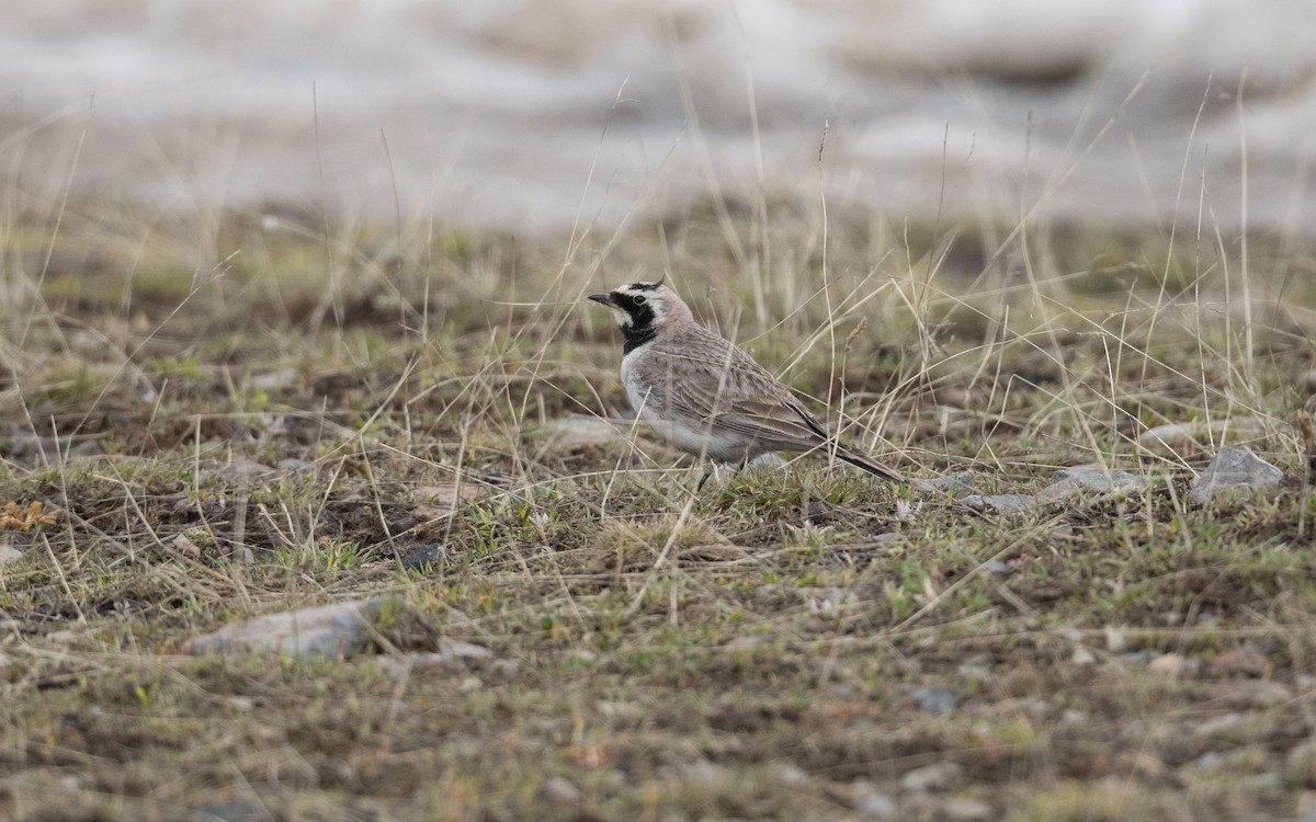 Alouette hausse-col - ML646887854