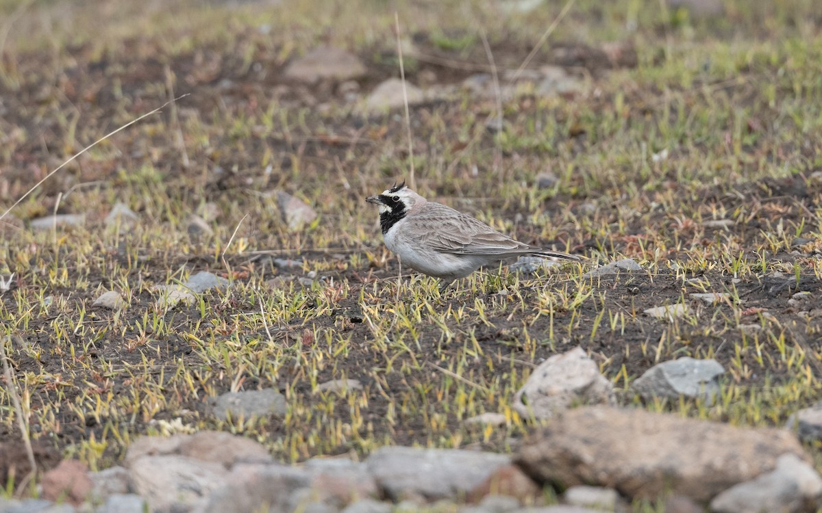 Hegatxabal adarduna - ML646887855