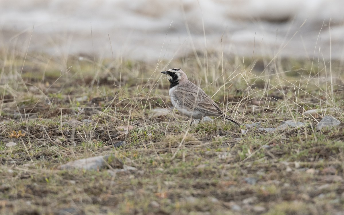 Alouette hausse-col - ML646887856