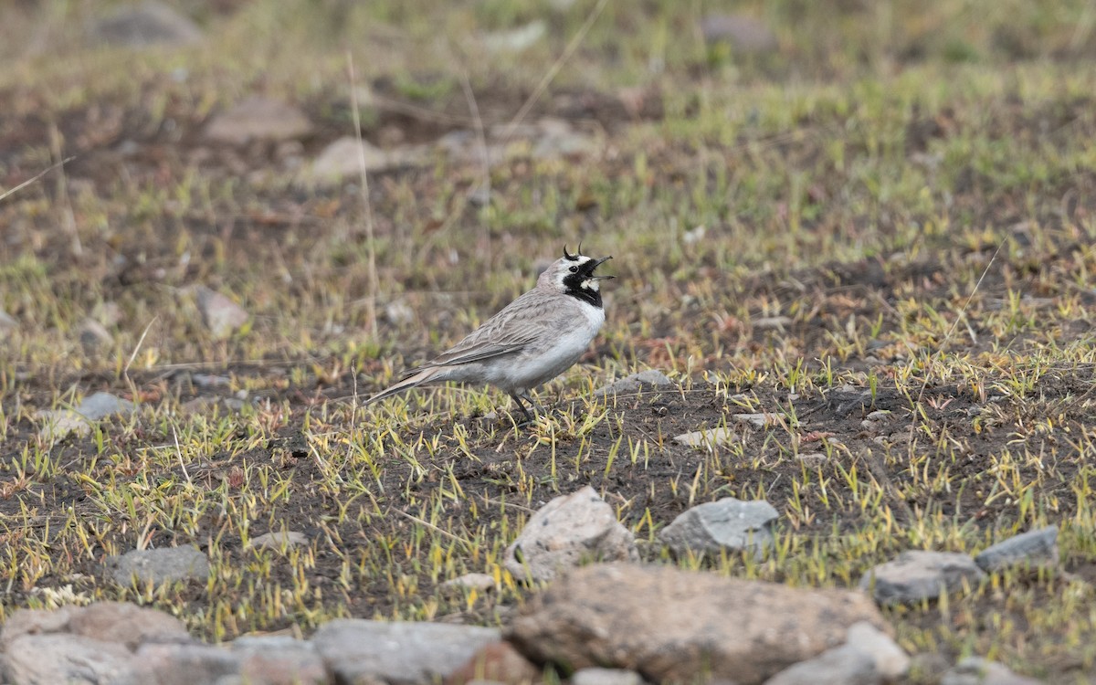 Hegatxabal adarduna - ML646887857