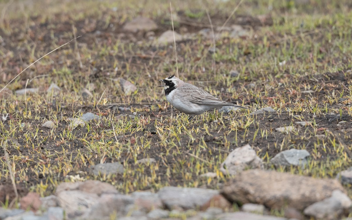 Hegatxabal adarduna - ML646887858