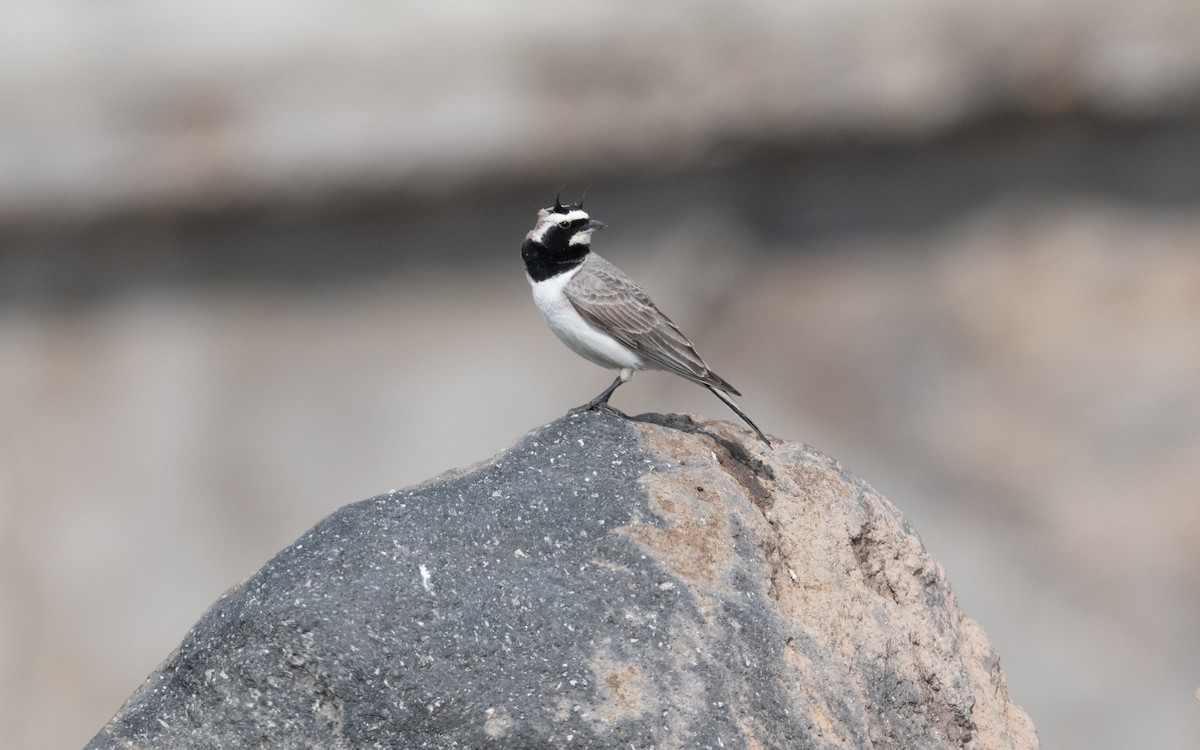 Alouette hausse-col - ML646887859