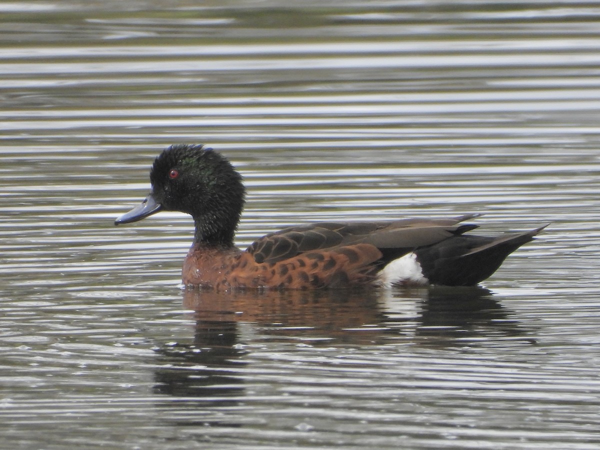 Sarcelle rousse - ML646887860