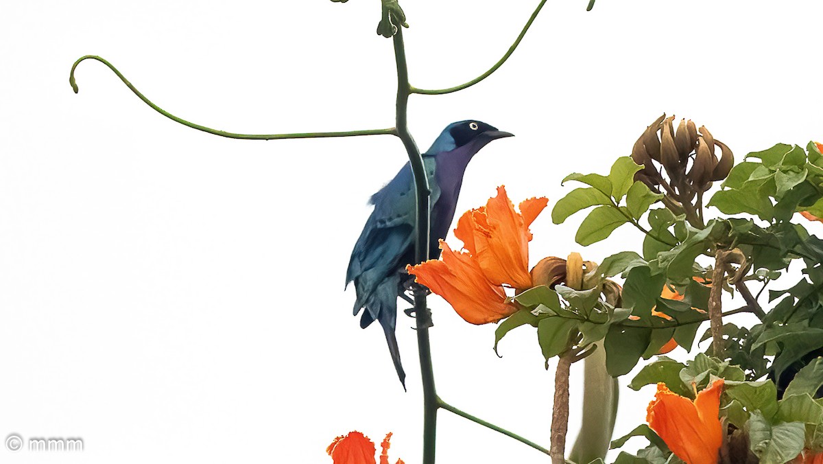 Choucador splendide - ML646887861