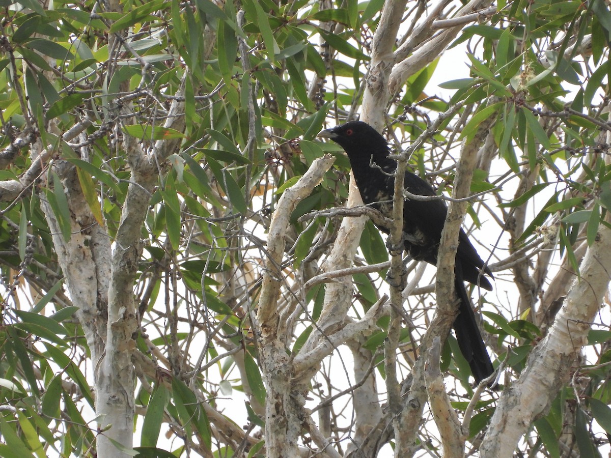 Coucou bleuté - ML646887862