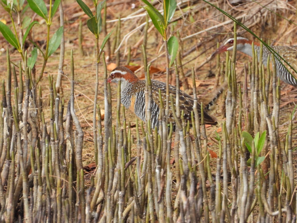 Râle tiklin - ML646887864