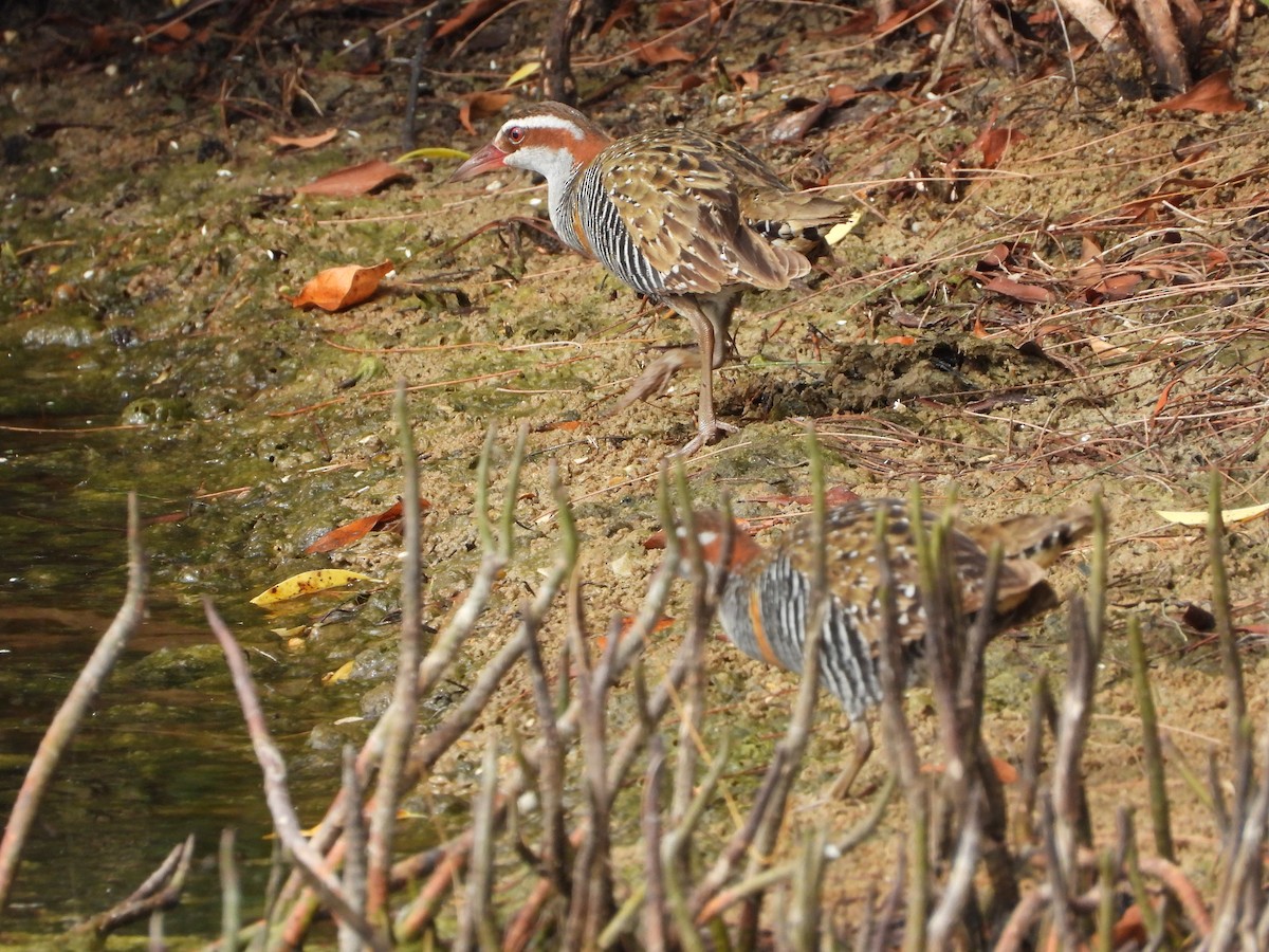 Râle tiklin - ML646887865