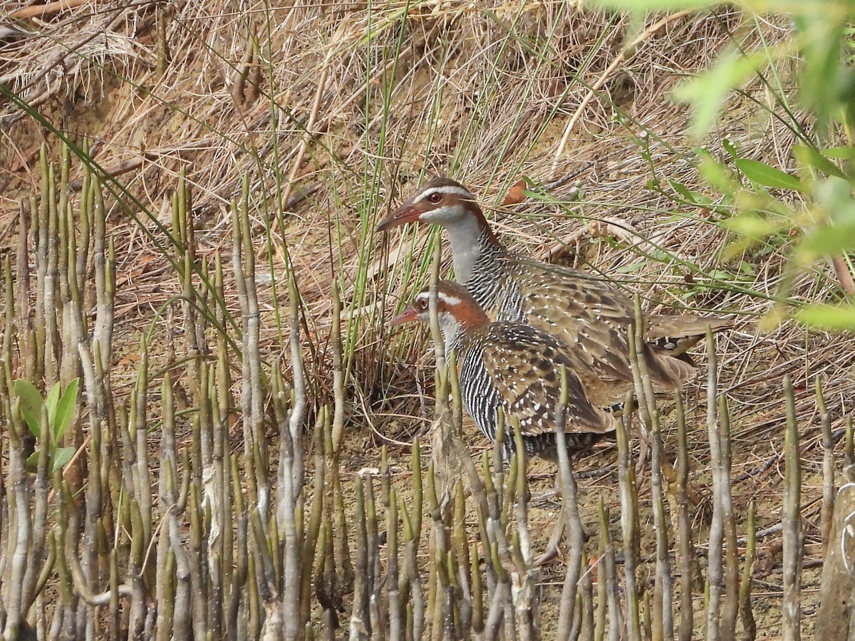 Râle tiklin - ML646887866