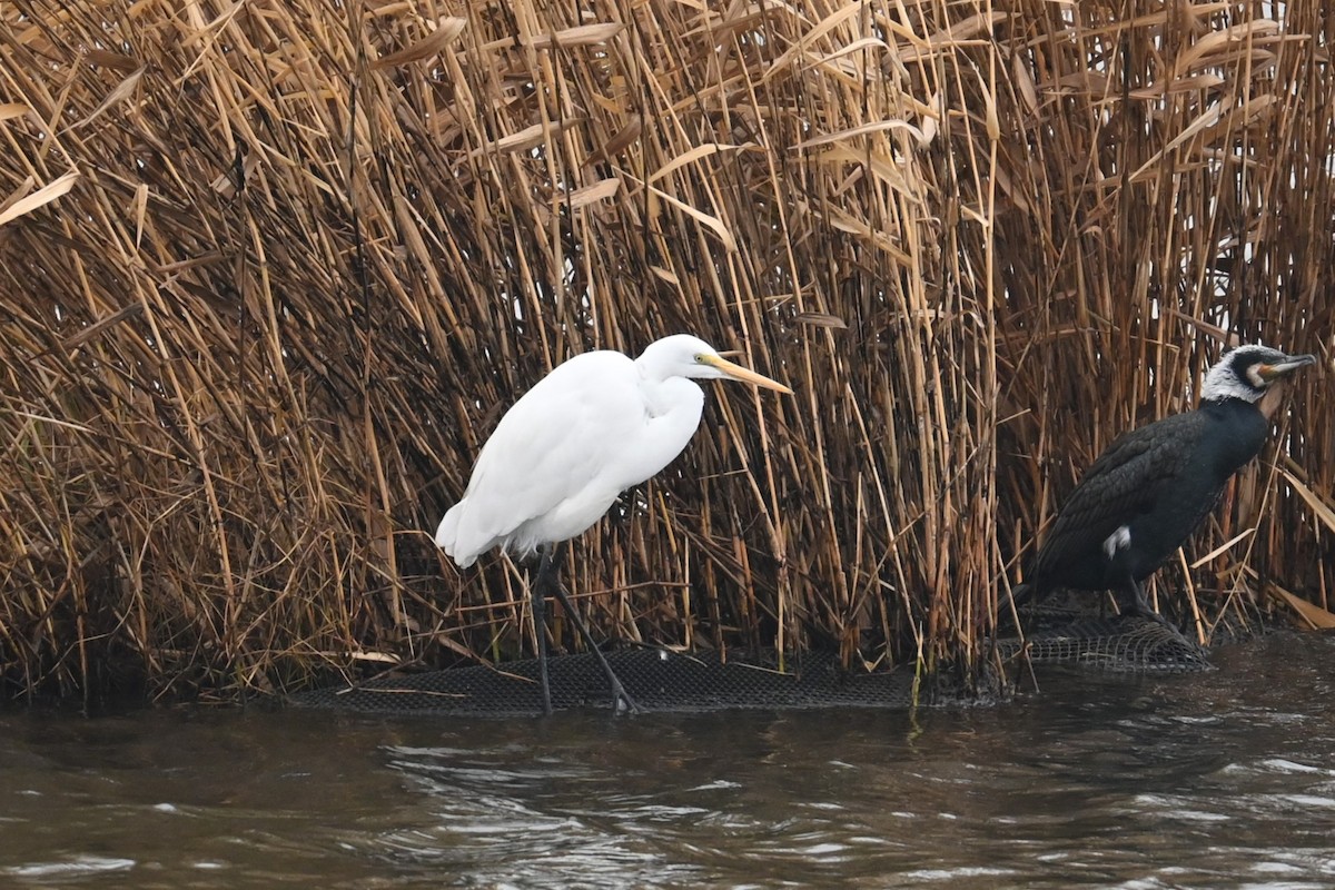 Grande Aigrette - ML646887867