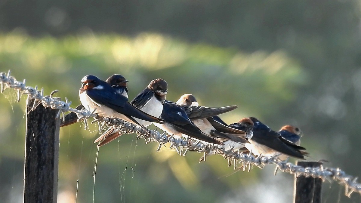 Hirondelle rustique - ML646887868