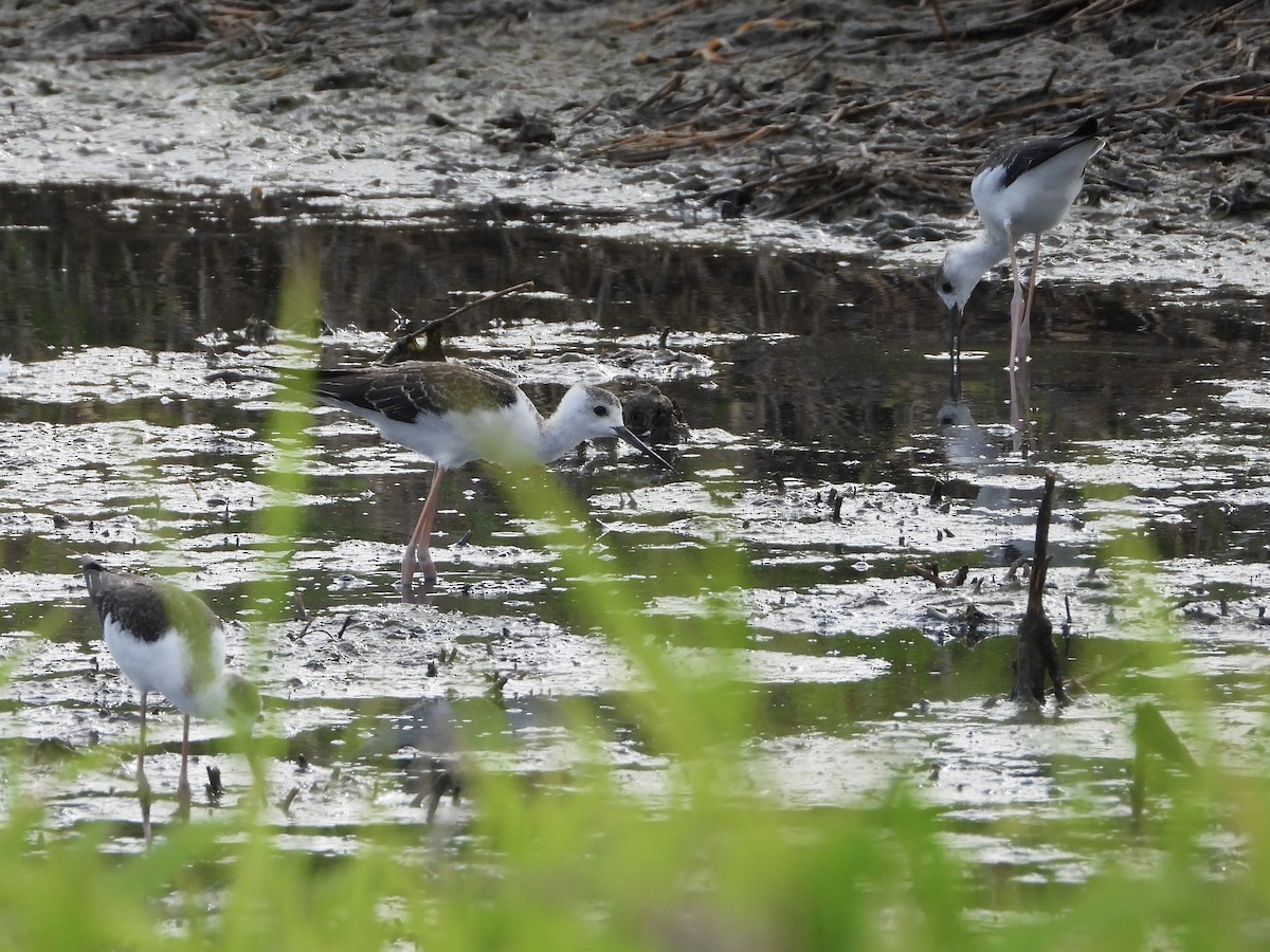 Échasse d'Australie - ML646887870