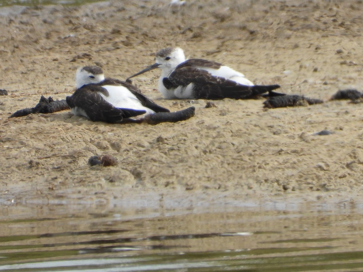 Échasse d'Australie - ML646887871