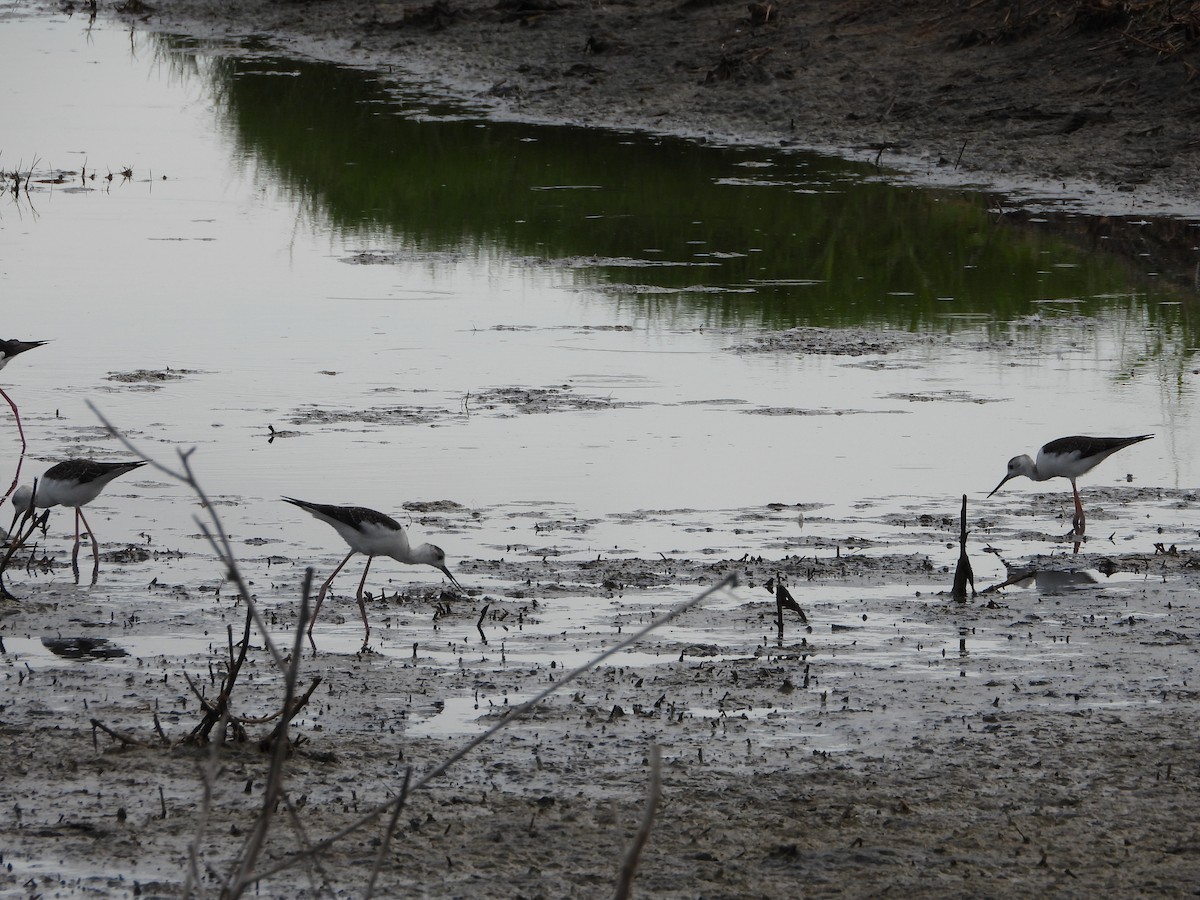Échasse d'Australie - ML646887872