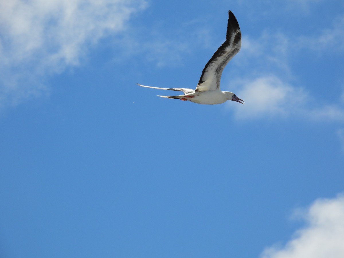 Fou à pieds rouges - ML646887873