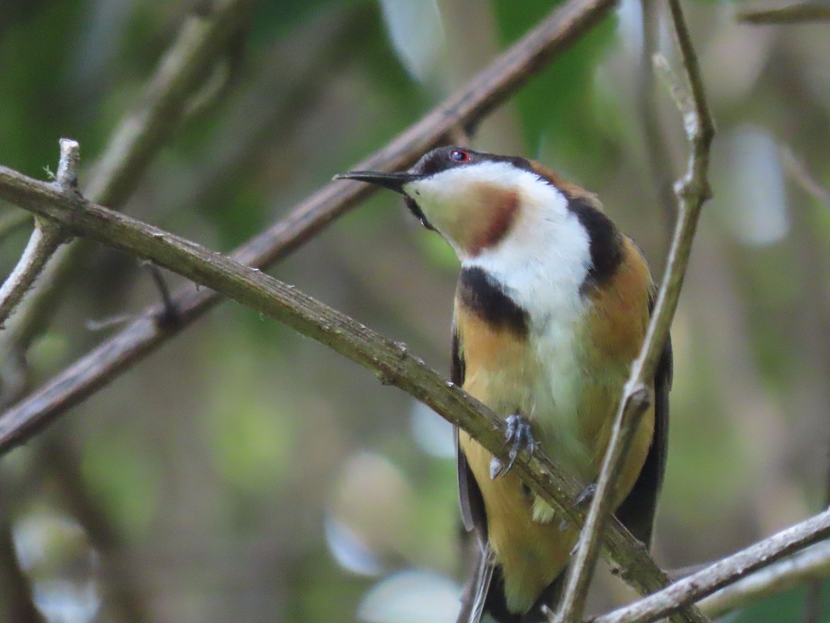 Méliphage à bec grêle - ML646887874