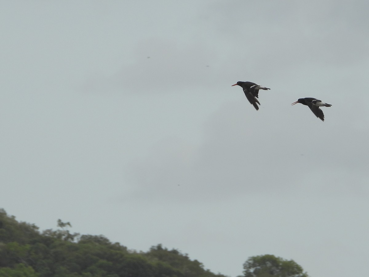 Huîtrier à long bec - ML646887875