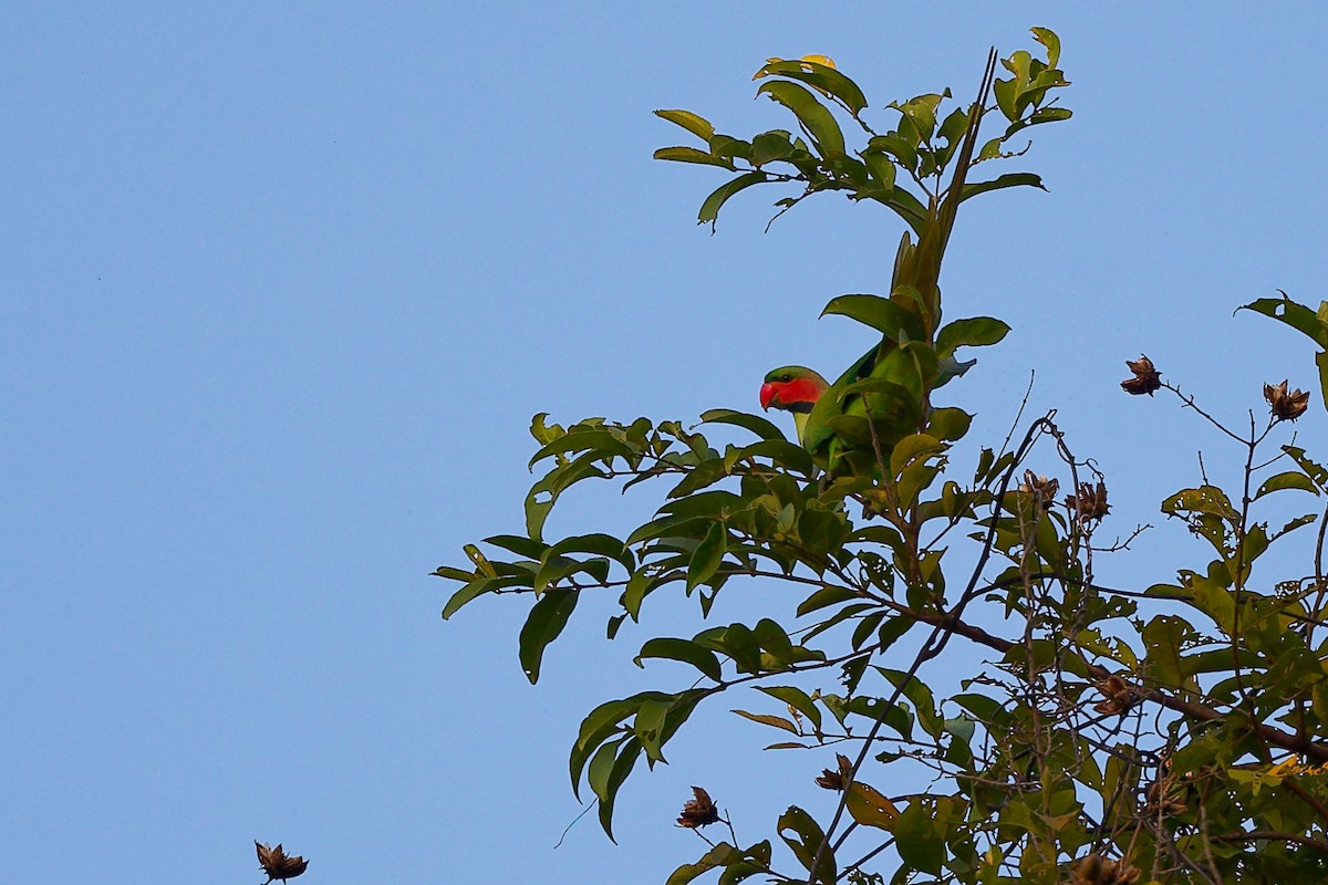 Perruche à longs brins - ML646887876