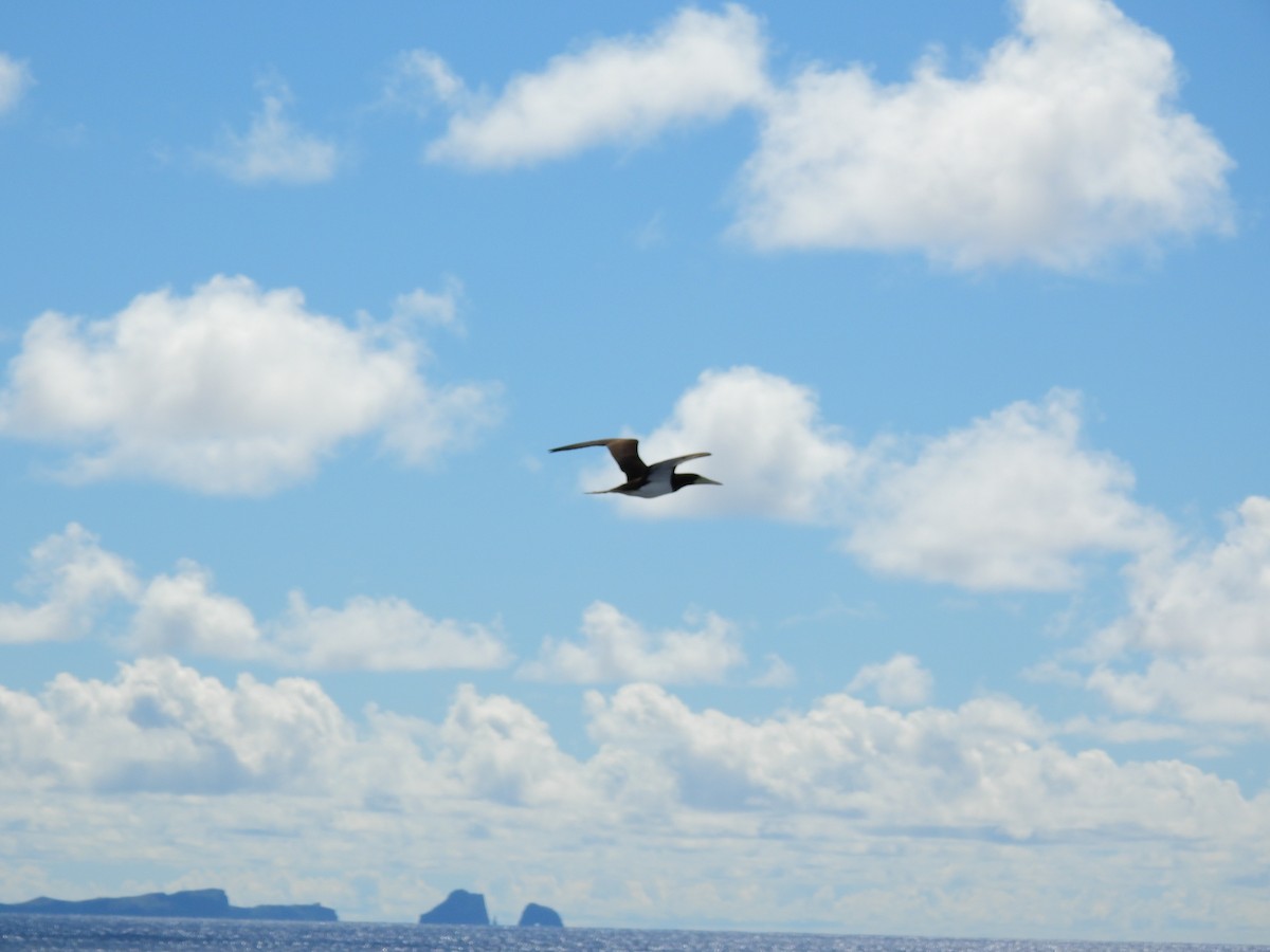 Fou brun - ML646887877