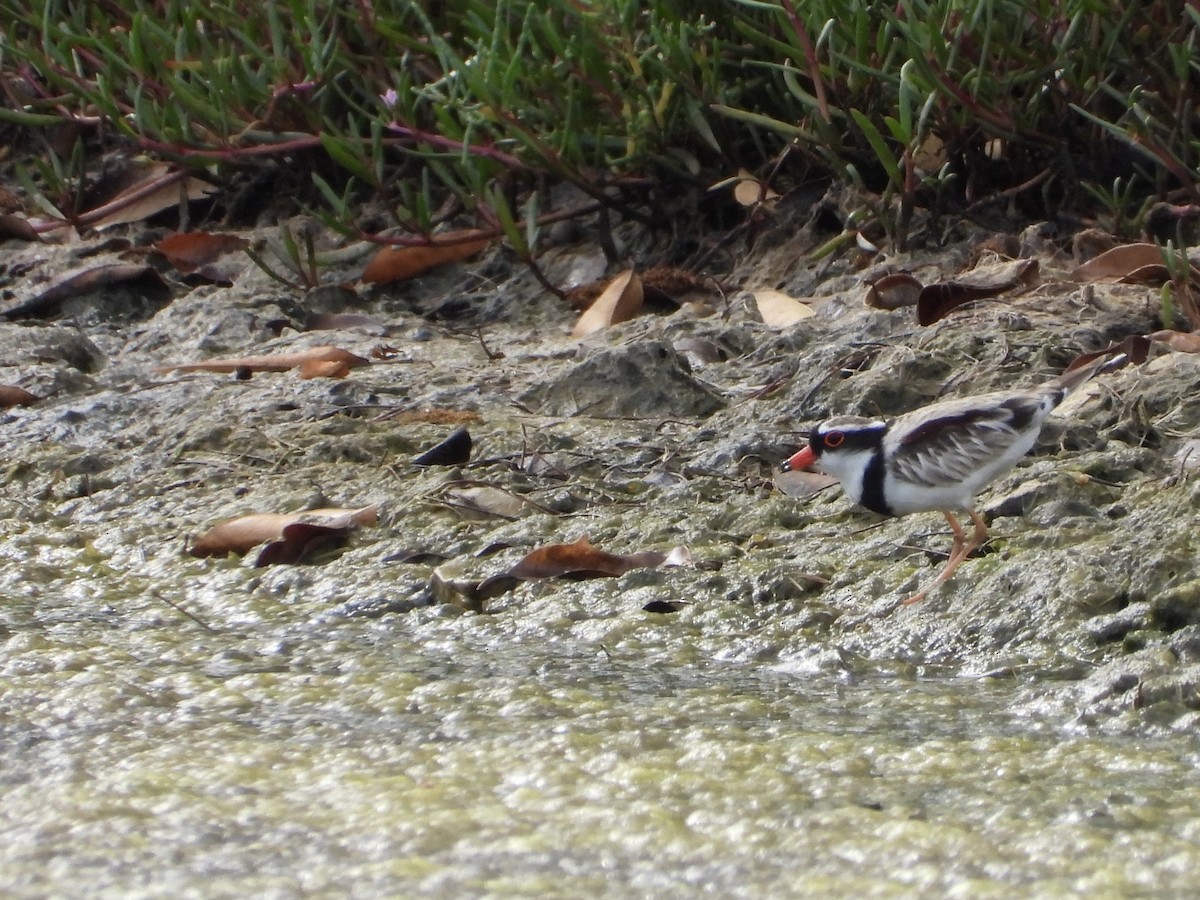 Pluvier à face noire - ML646887878